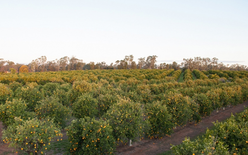 Kingfisher Citrus Farm. Credit image: https://kingfishercitrus.com.au/farm-produce/