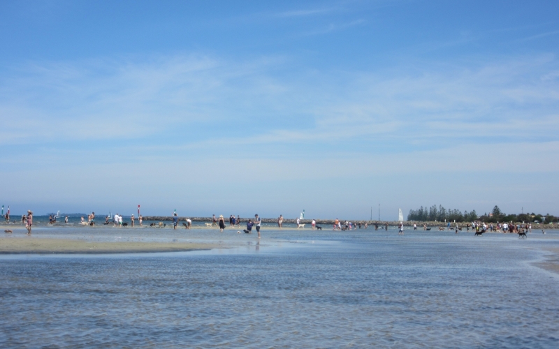 Altona Dog Beach. Credit Image: https://pawprintsacrossmelbourne.com/