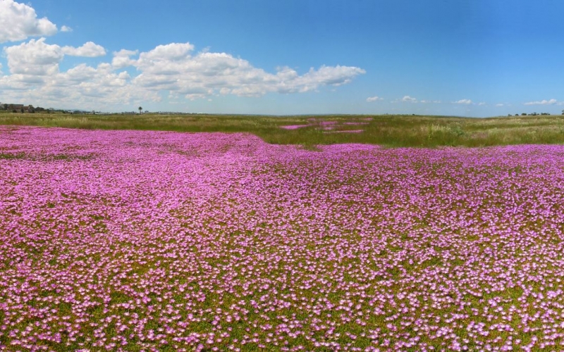 Altona Coastal Park. Credit image: https://beautifulaltona.com.au/altona-coastal-park/