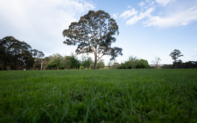 Jells Park is a well known public space shared by families, fitness enthusiast and lots of puppy dogs.