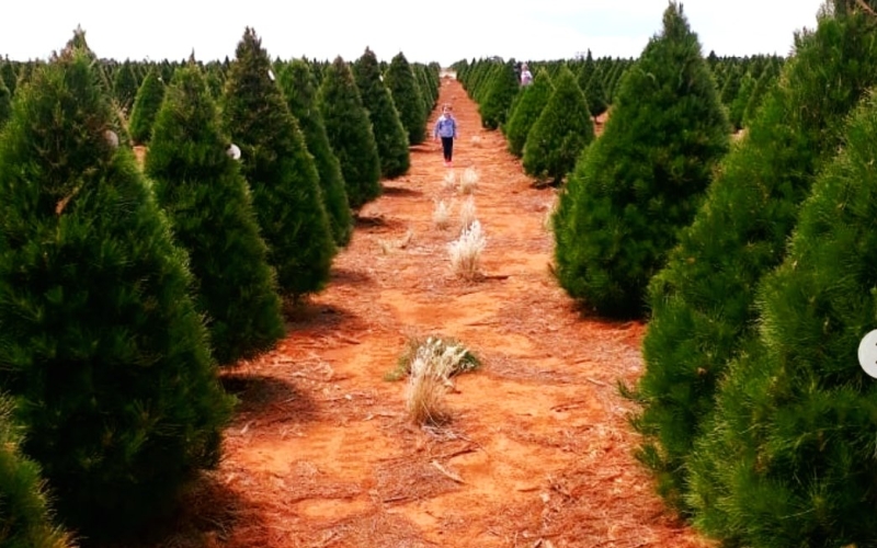 Melbourne Christmas Tree Farm. Credit image: https://www.facebook.com/Melbournechristmastreefarm/photos