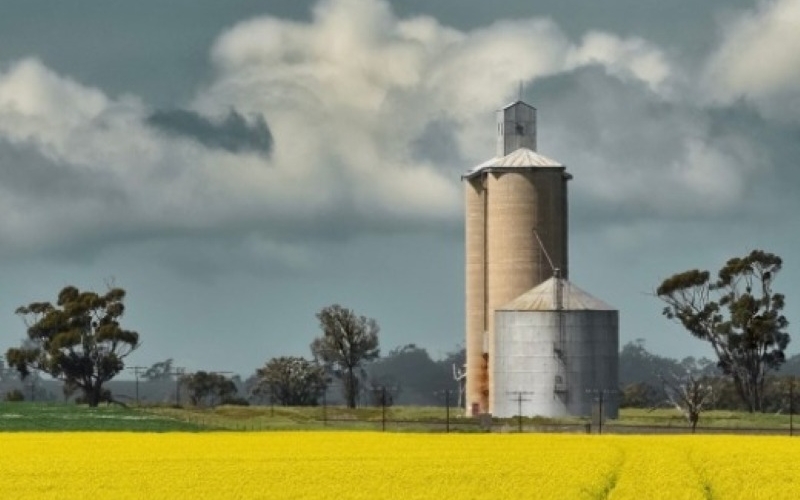 Canola fields can be find in Mildura. Credit image: https://www.instagram.com/p/CiZp-QfOHMy/