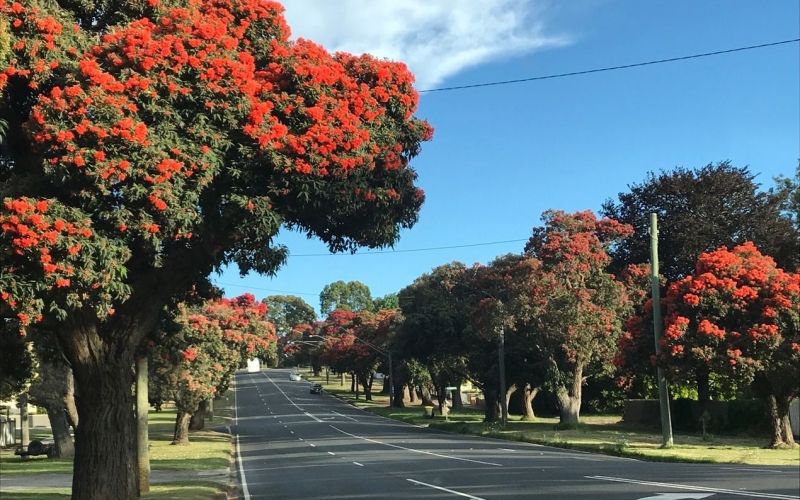 The beautiful treelined streetscape of Drouin. Credit image: https://www.visitvictoria.com/regions/gippsland